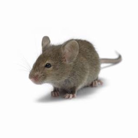 Mus musculus picture