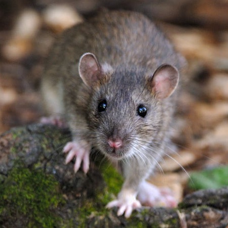 Rattus norvegicus picture