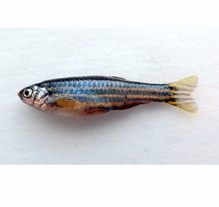 Danio rerio picture